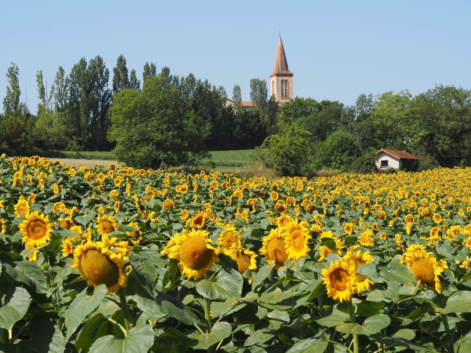 Le Mas De Doat, Gite De Charme 4 Etoiles Dans Le Triangle D Or Proche Gaillac Et Albi Senouillac Exterior photo
